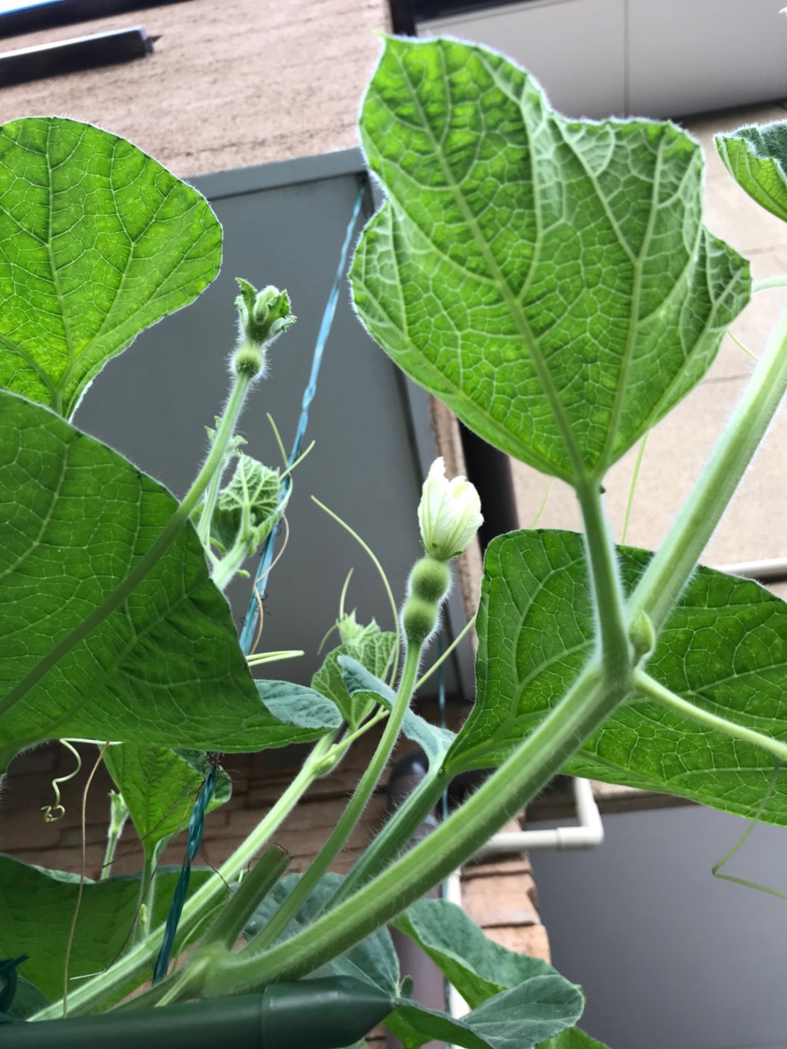 ひょうたん栽培