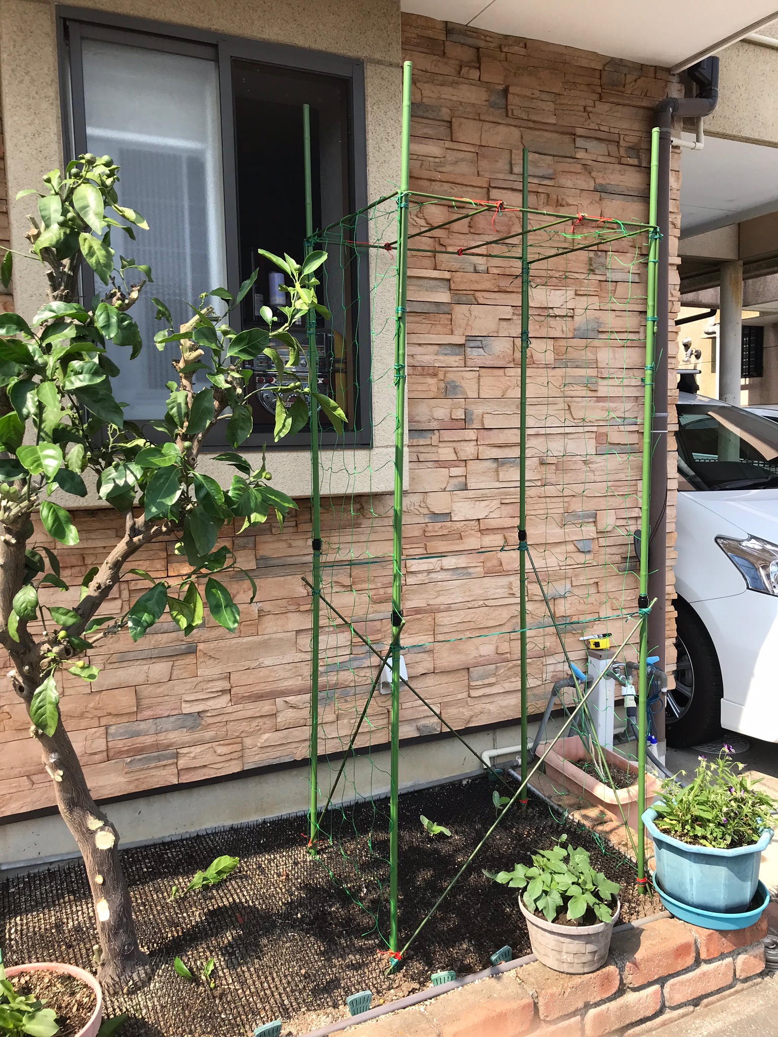 ひょうたん栽培