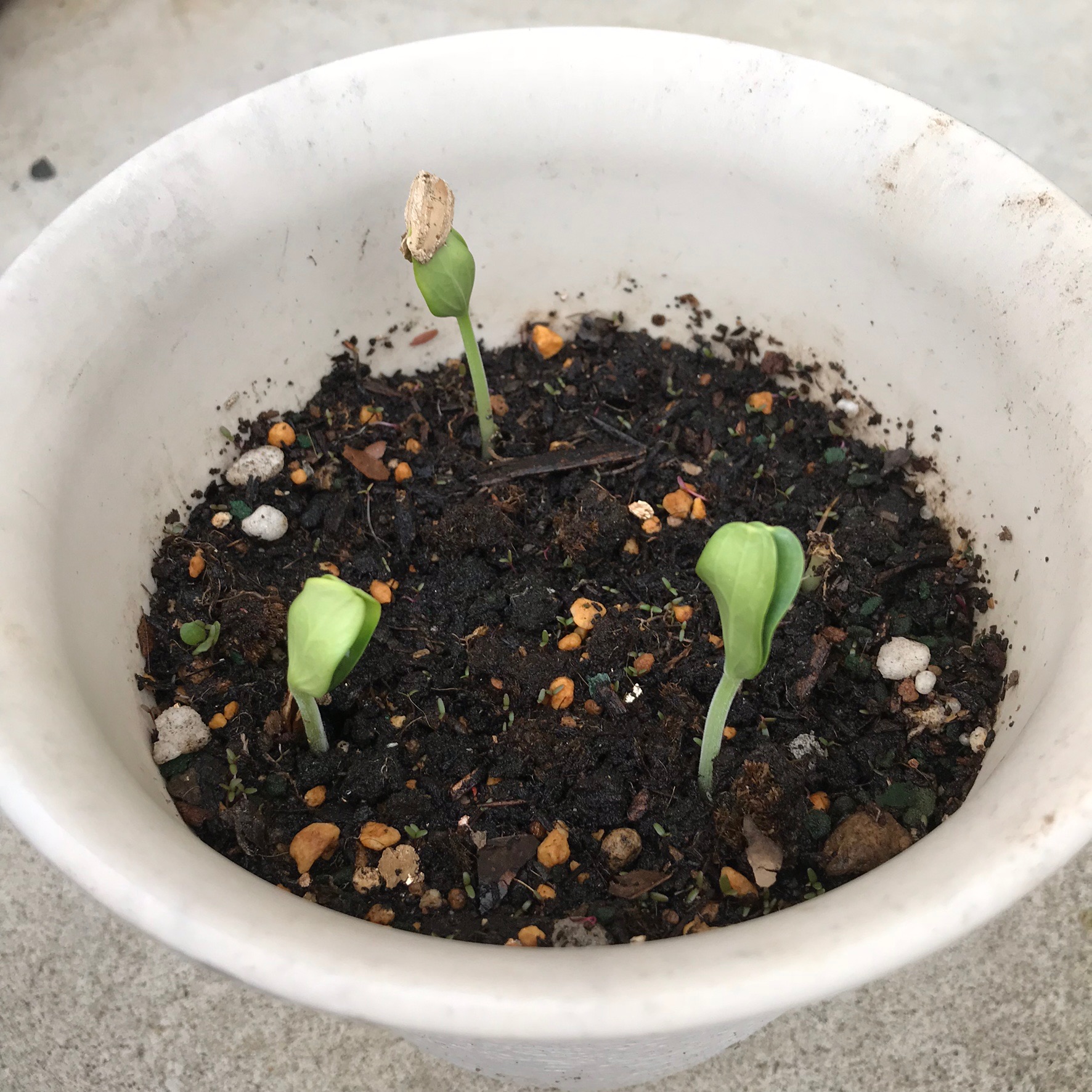 ひょうたん栽培