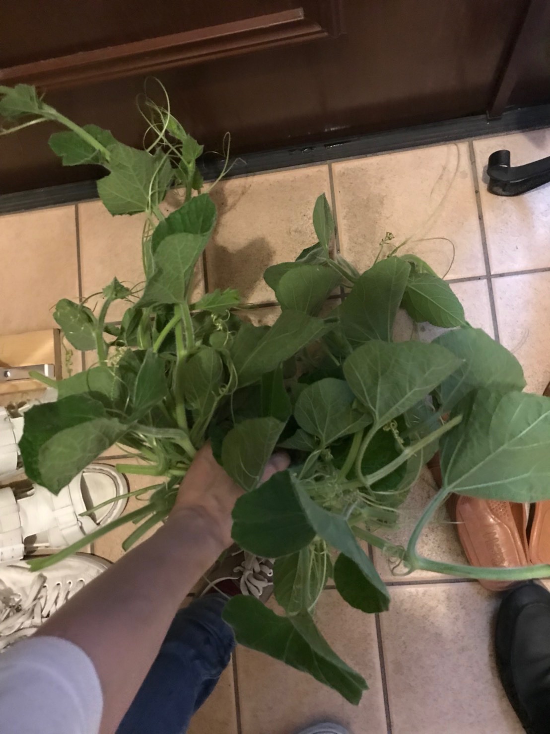 ひょうたん栽培