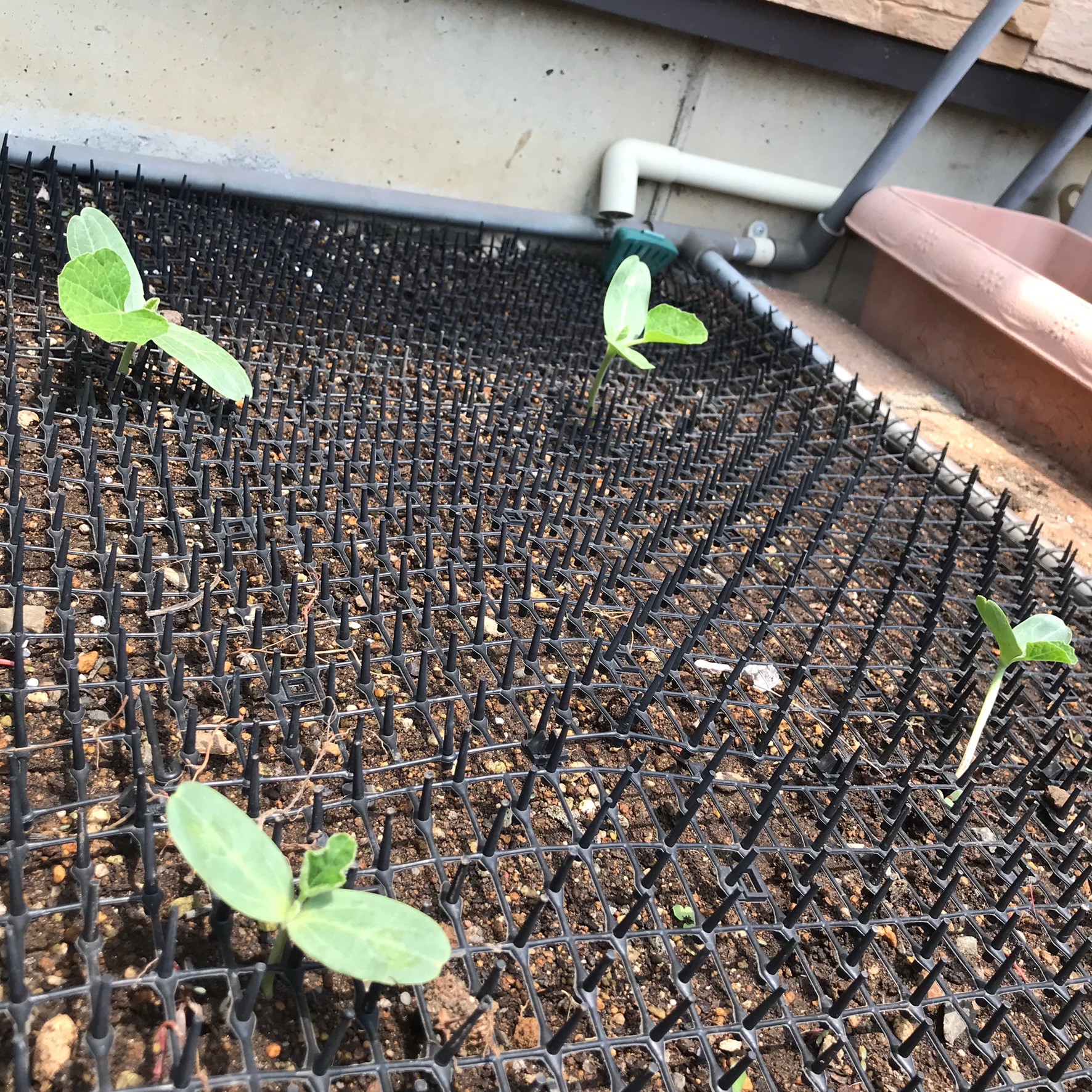 ひょうたん栽培