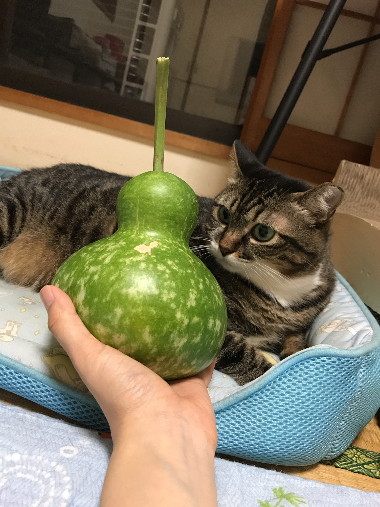 ひょうたん栽培