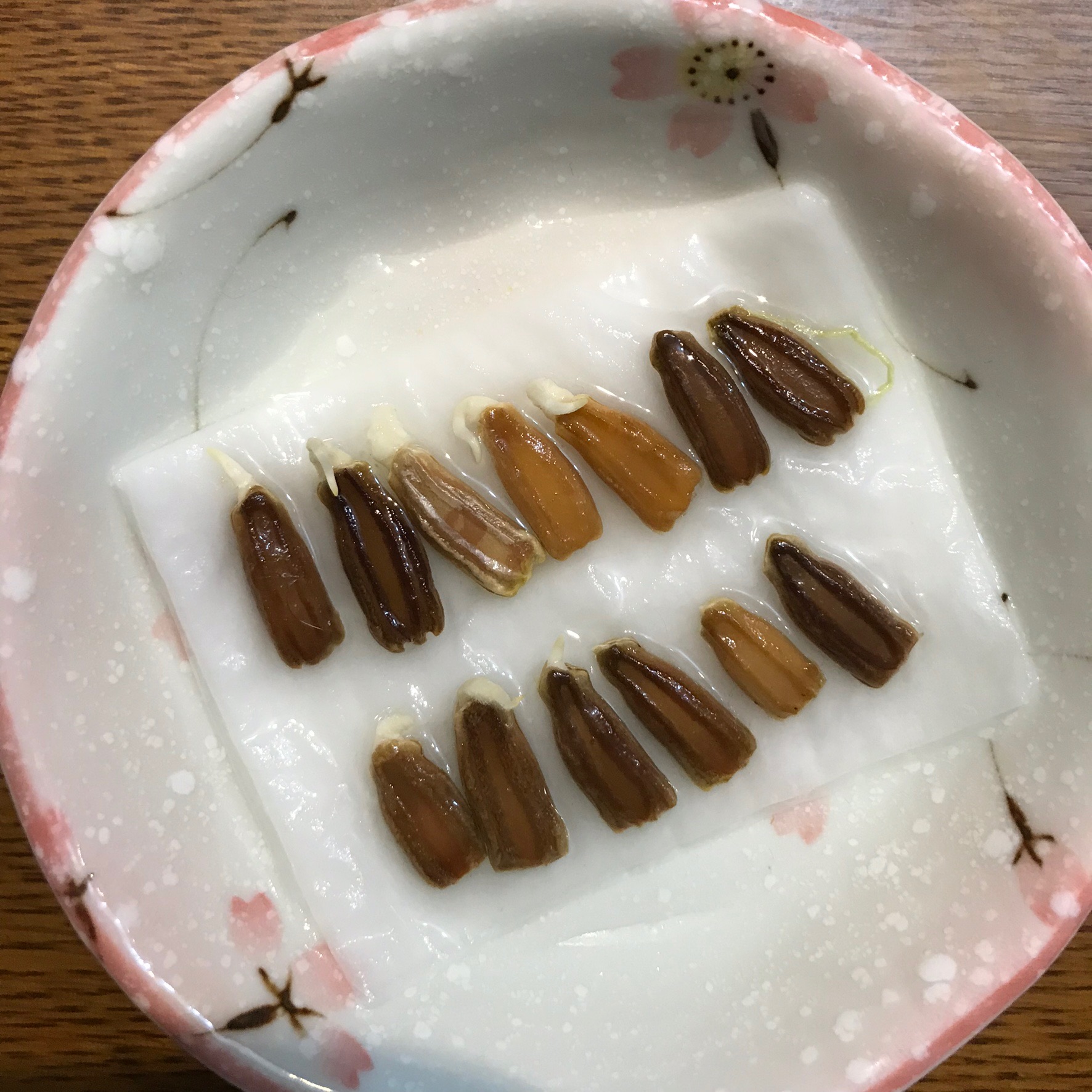 ひょうたんの種