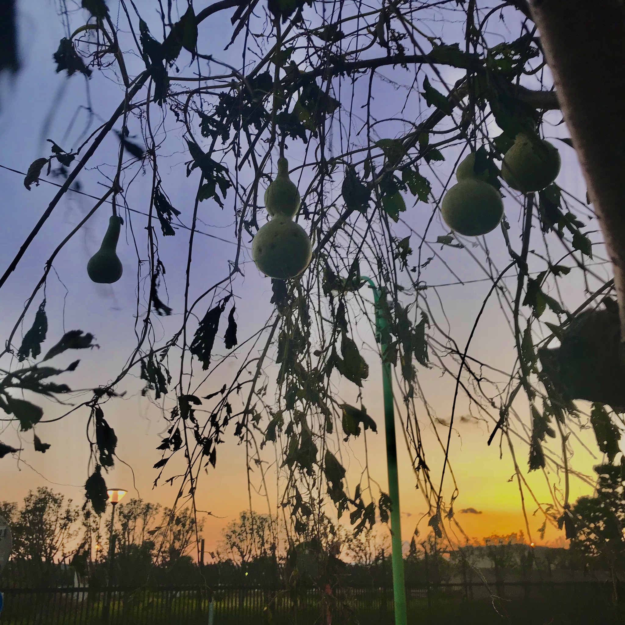 ひょうたん栽培