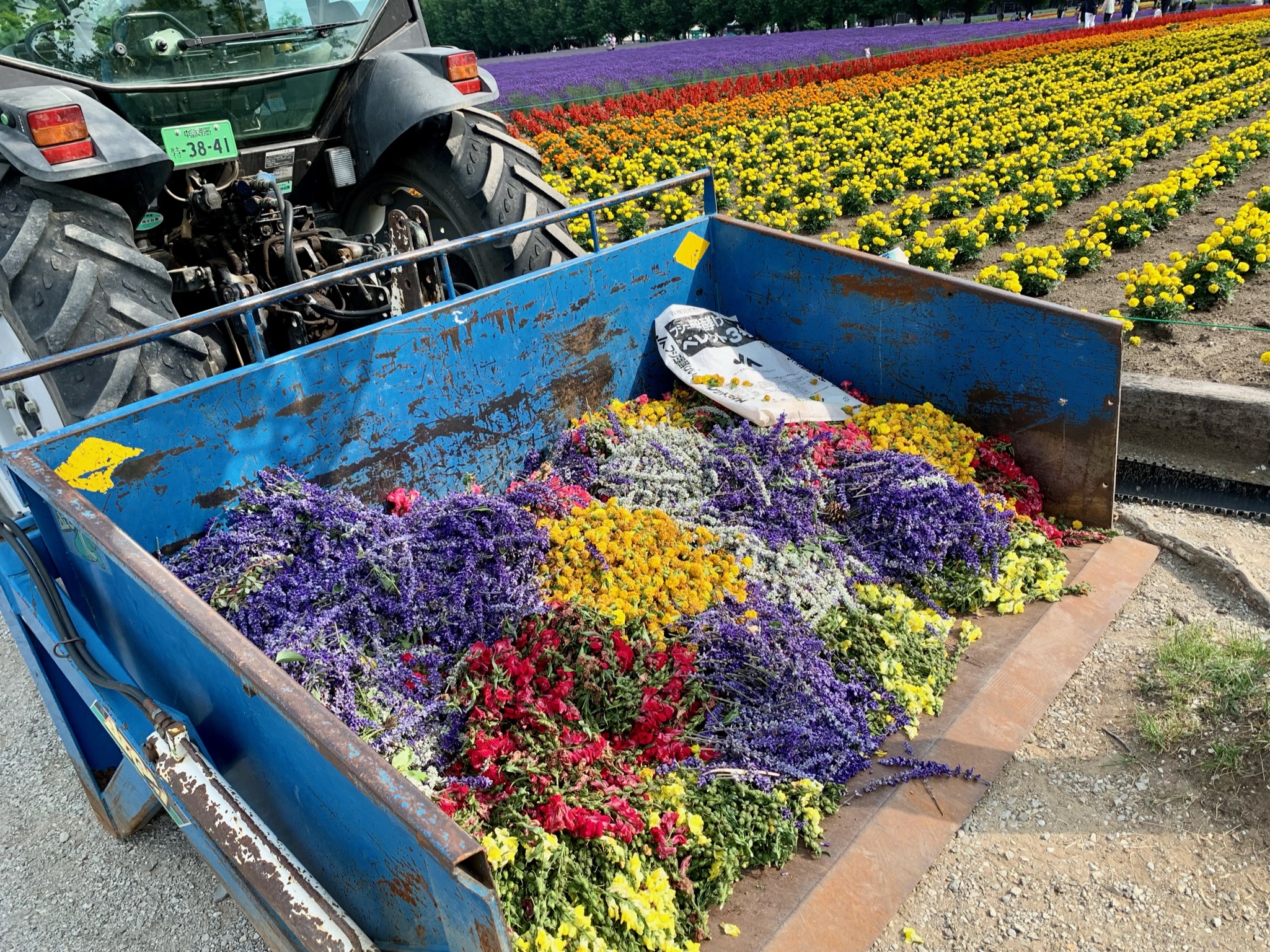 ラベンダートラクター