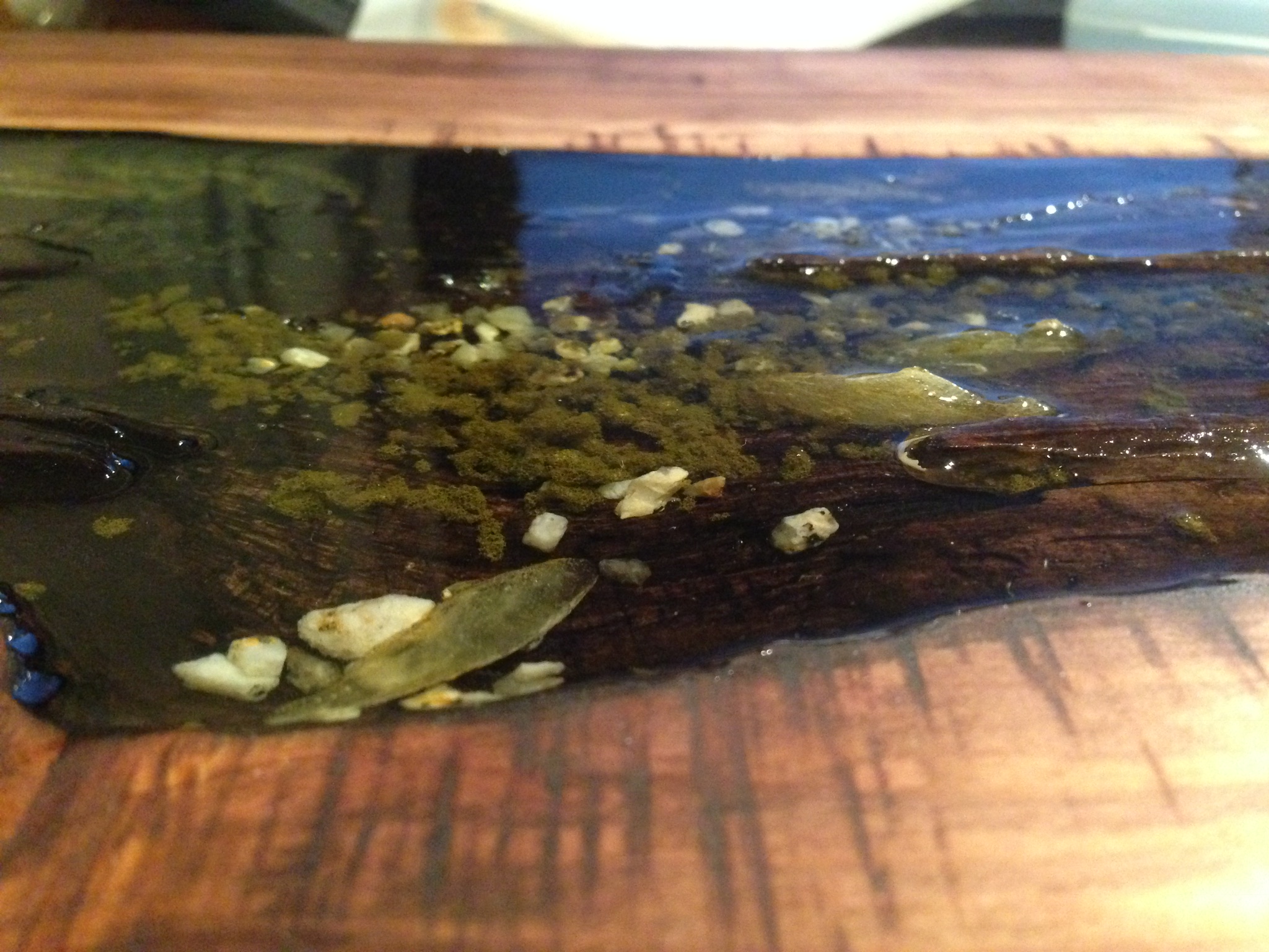 メダカの学校ローテーブル