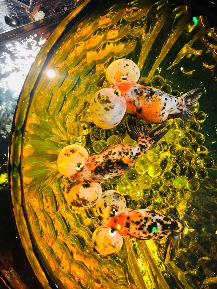 アートアクアリウム