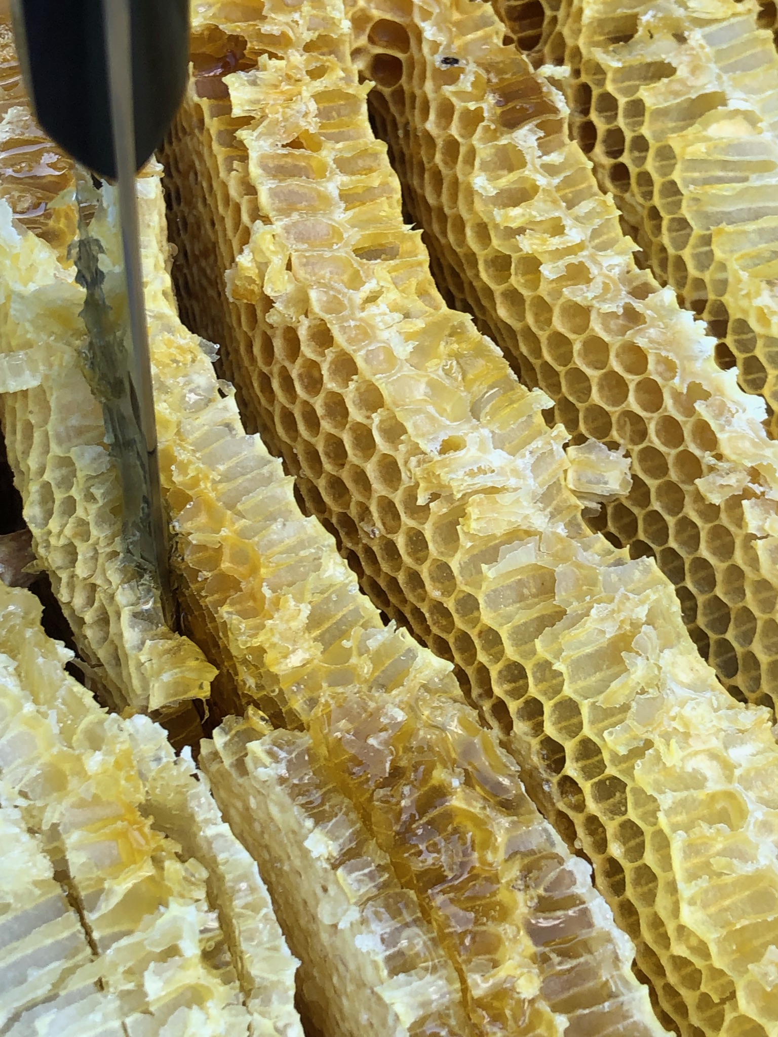 ハチの巣　六角形