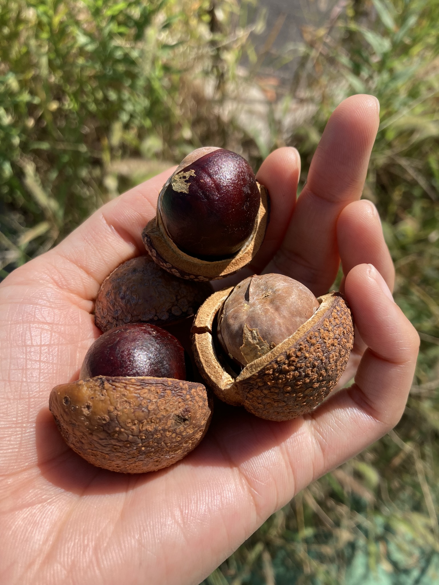 ムーミンバレーパーク